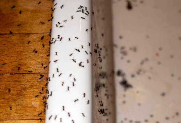 Best Pest Removal Services  in Arnaudville, LA