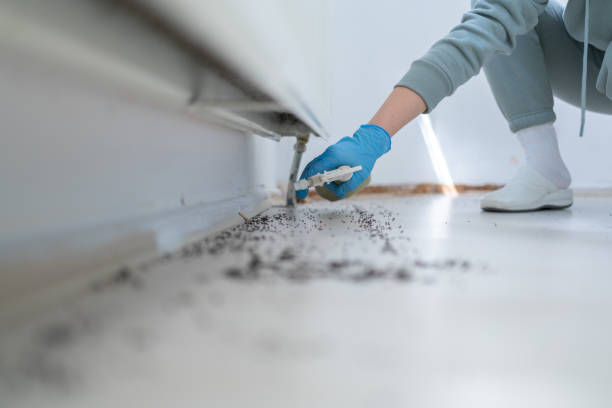 Best Wasp Removal Services  in Arnaudville, LA
